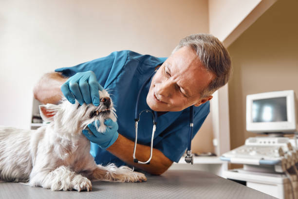 Best Same-Day Emergency Dental Services in Salisbury, MD